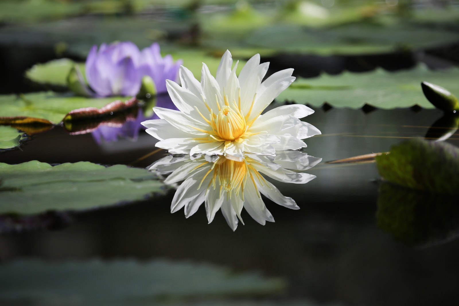 「湖面に反射する睡蓮の花」の写真