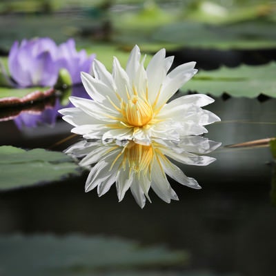湖面に反射する睡蓮の花の写真