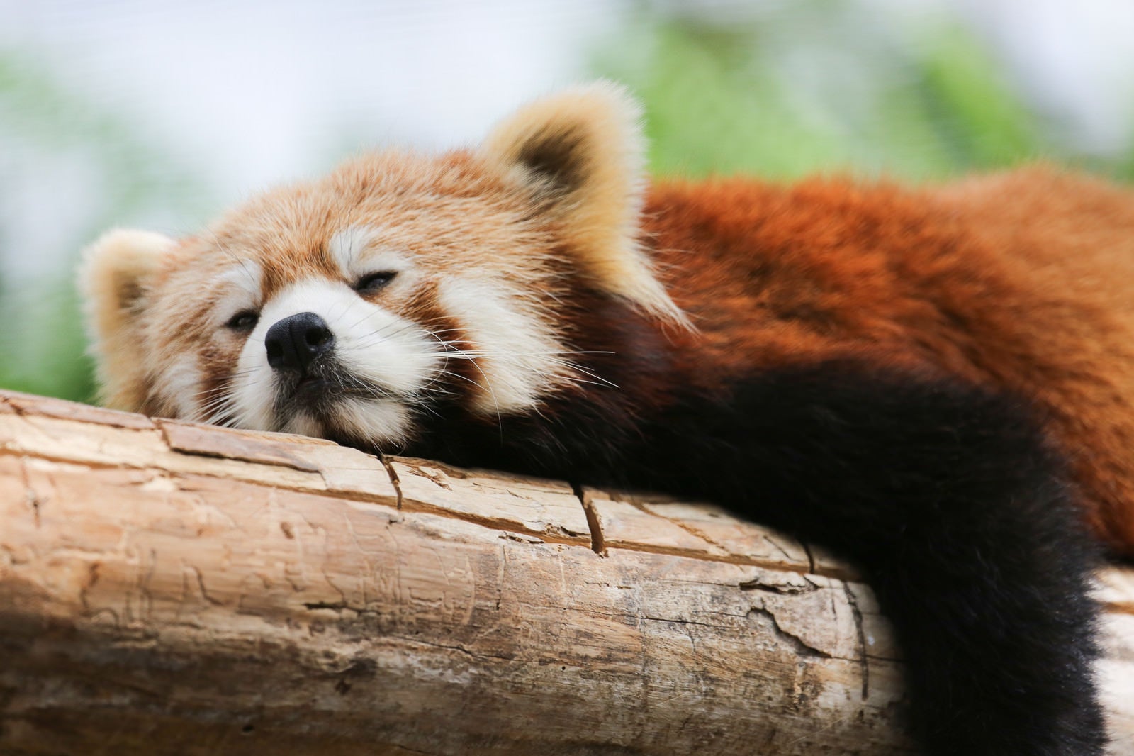 「木の上で寝落ちするレッサーパンダ」の写真