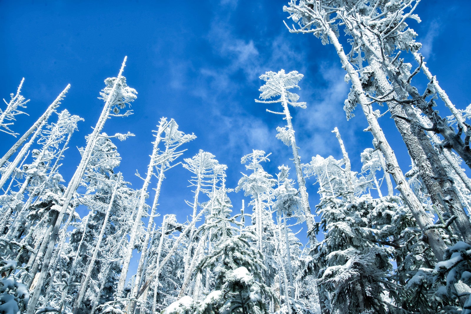 「屹立する樹氷と青空」の写真