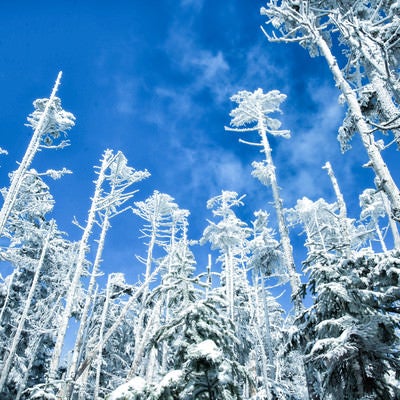 屹立する樹氷と青空の写真