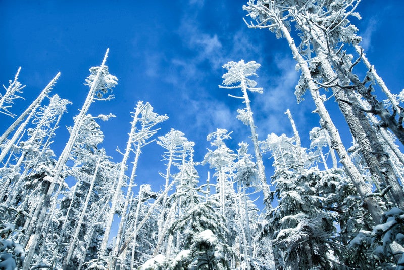 屹立する樹氷と青空の写真