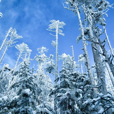 青空に向かって屹立する樹氷の写真
