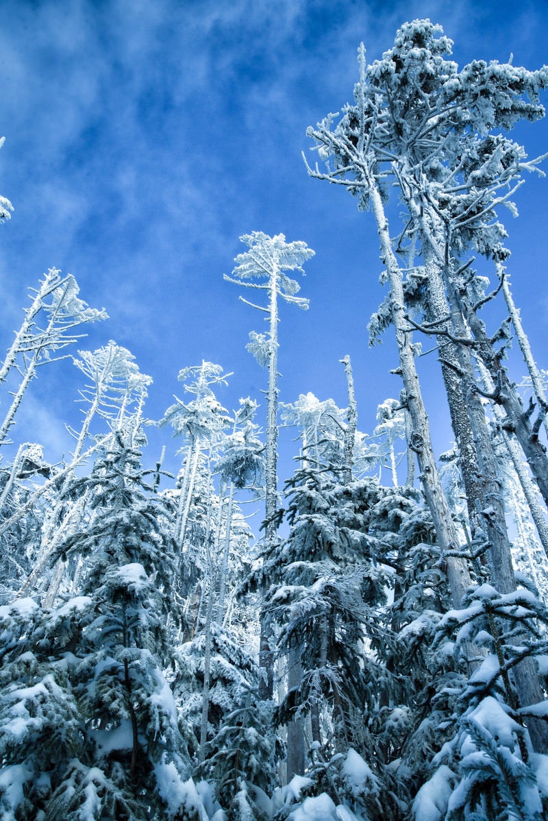「青空に向かって屹立する樹氷」の写真