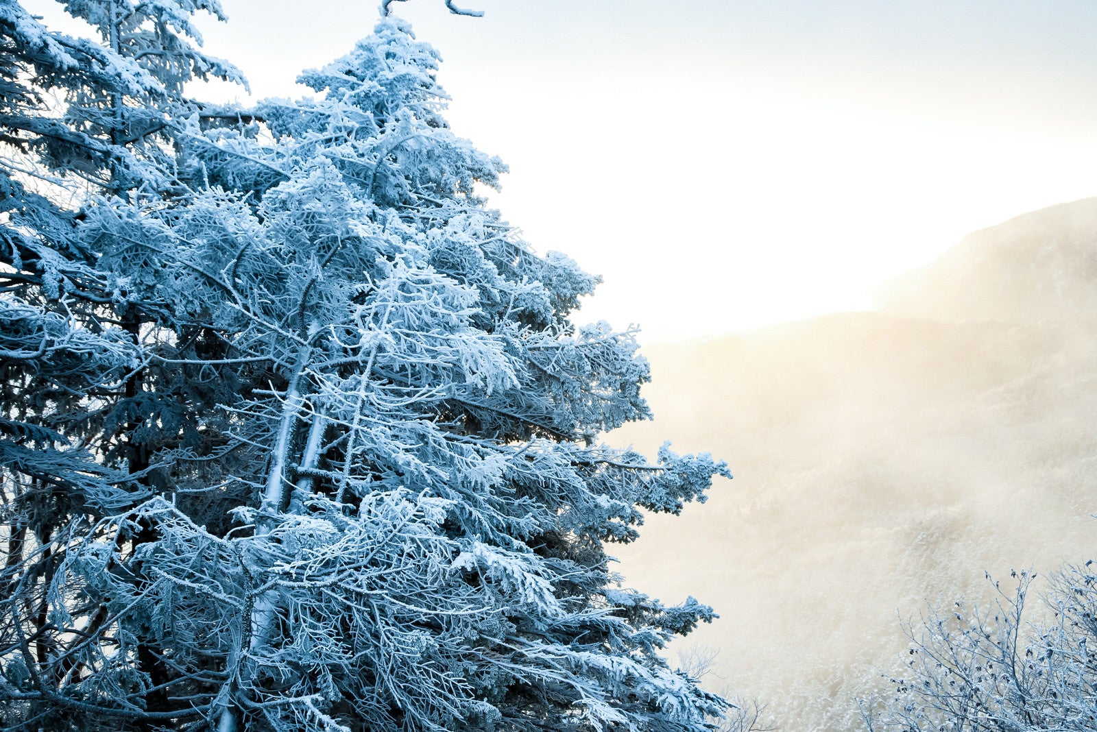 「光り輝く朝日と樹氷」の写真