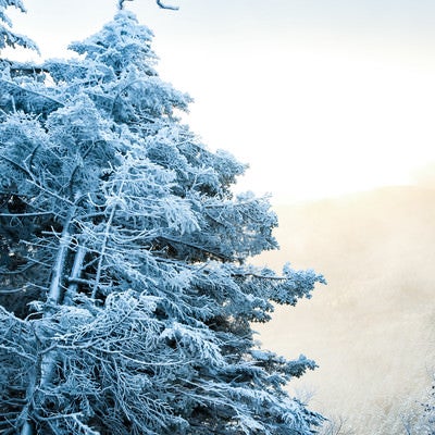 光り輝く朝日と樹氷の写真