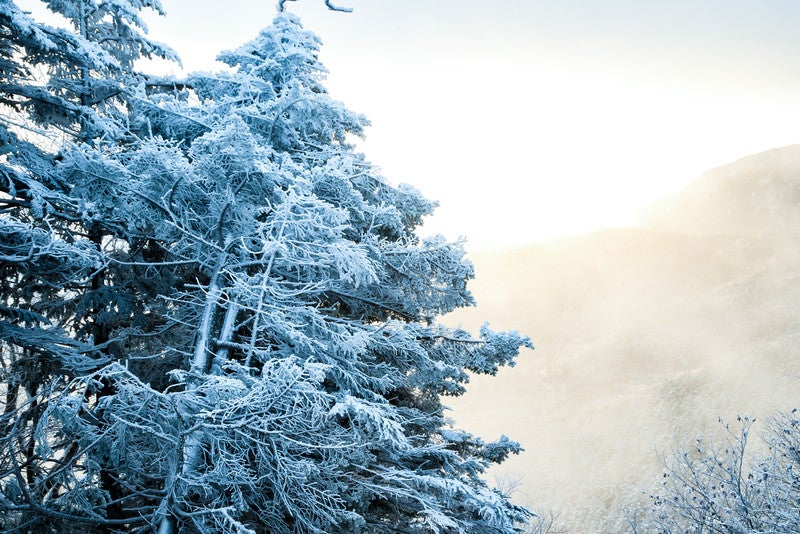 光り輝く朝日と樹氷の写真