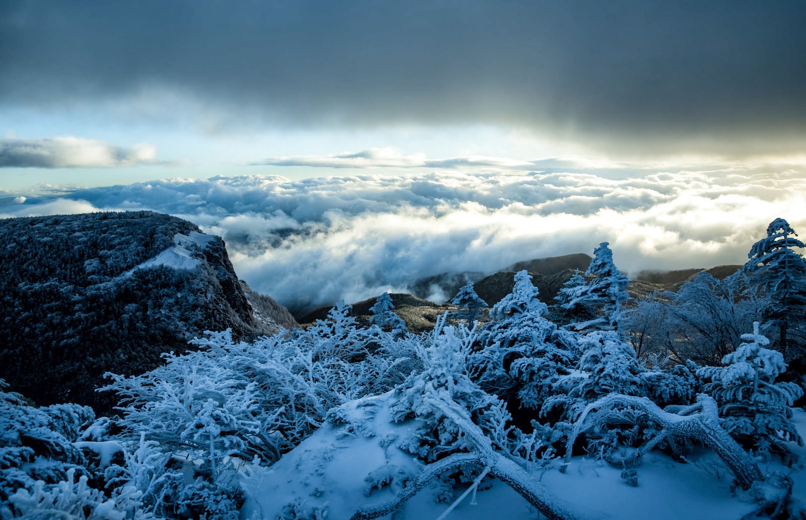 「樹氷越しに拝む稲子岳と雲海」の写真