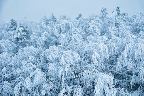 不気味に白く凍った樹氷の枝の写真