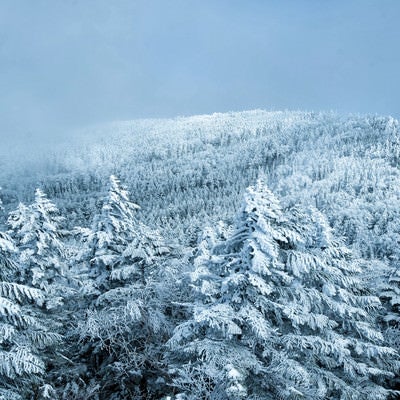 白銀に染まる悪天候の北八ヶ岳の写真