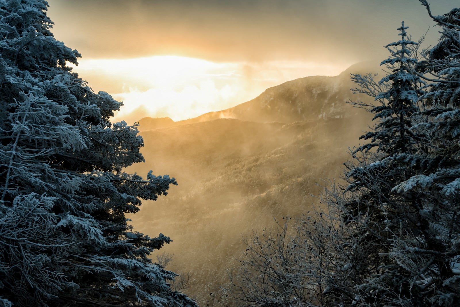 「朝日を浴びる白銀の森と立ち込めるガス」の写真
