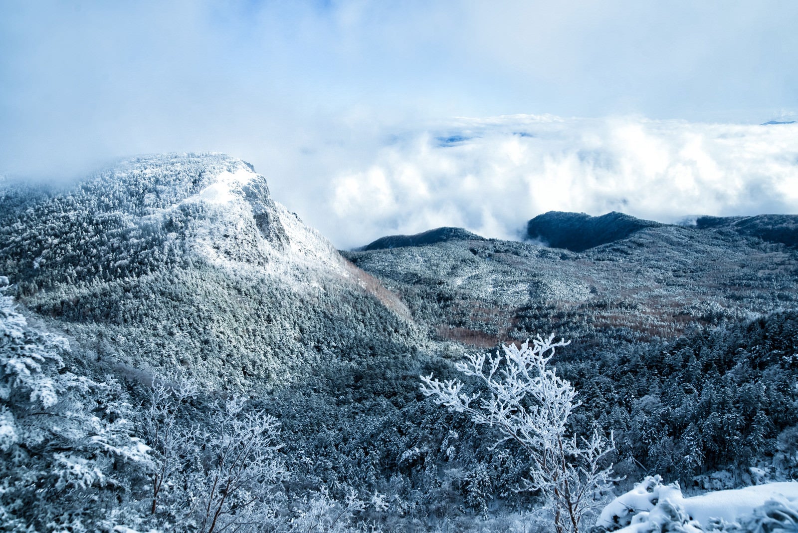 「稲子岳の岩壁と北八ヶ岳の森（長野県）」の写真