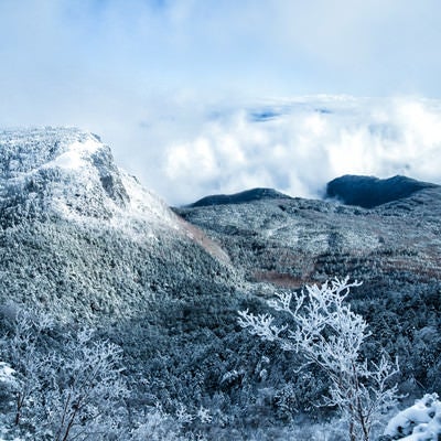 稲子岳の岩壁と北八ヶ岳の森（長野県）の写真