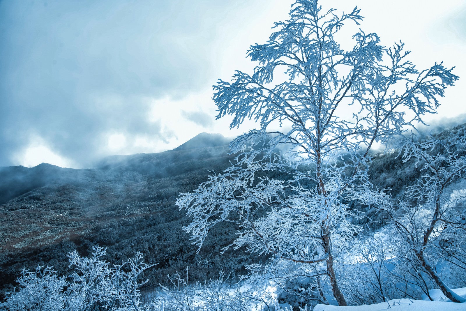 「美しい樹氷と北八ヶ岳の森」の写真