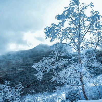 美しい樹氷と北八ヶ岳の森の写真
