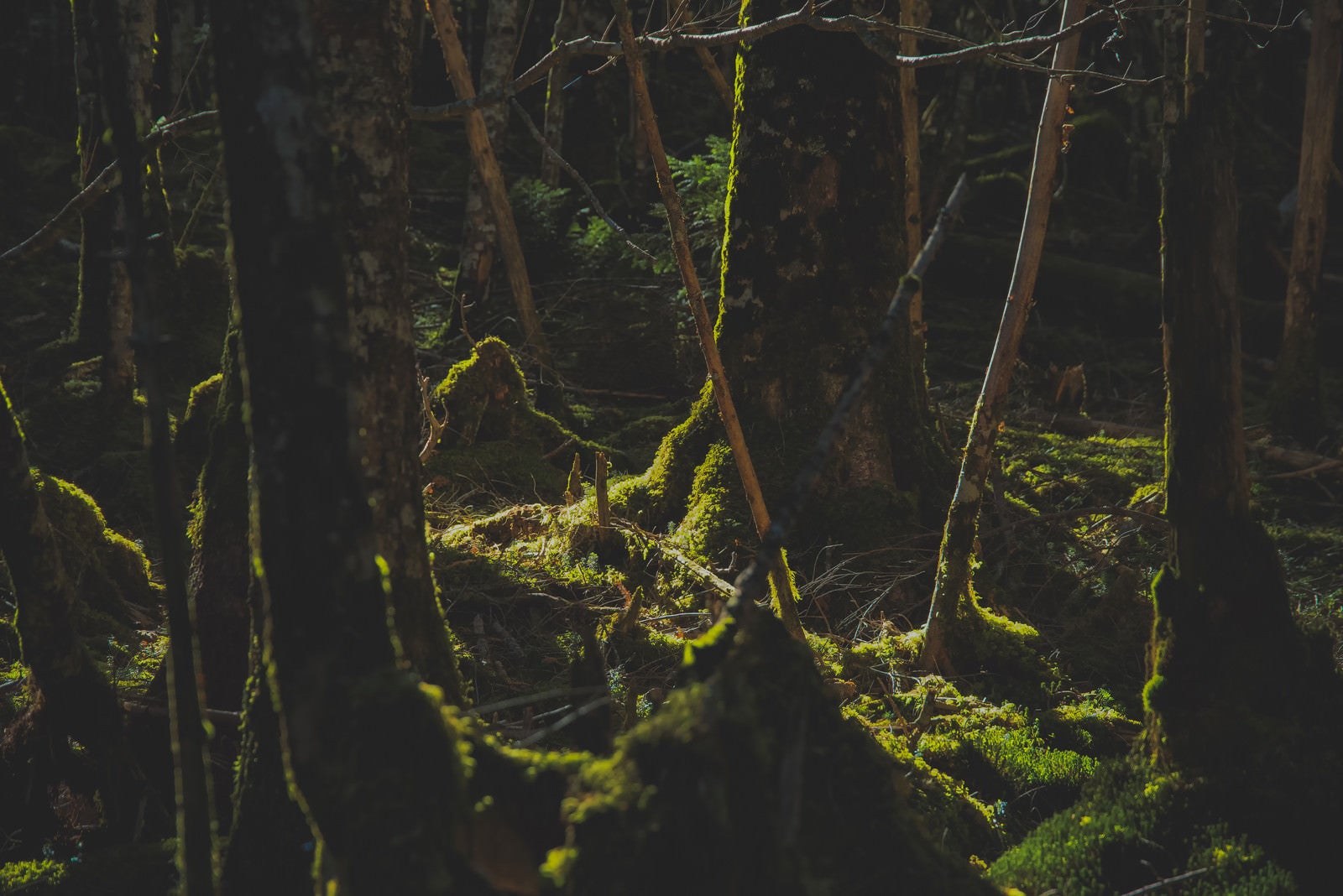 「苔生すた八ヶ岳の森に差し込む光」の写真