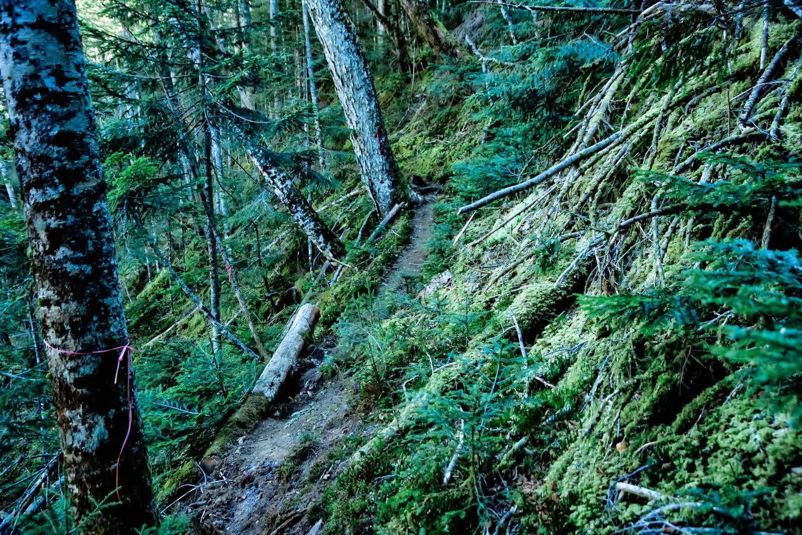 「苔生した木々と登山道（八ヶ岳）」の写真