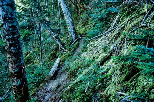 苔生した木々と登山道（八ヶ岳）の写真