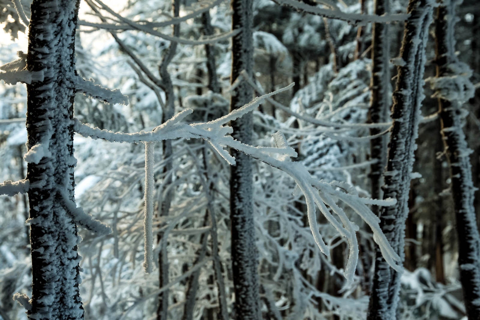 「長く伸びる樹氷の枝」の写真