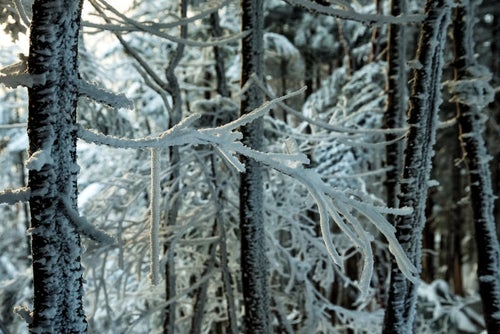 長く伸びる樹氷の枝の写真