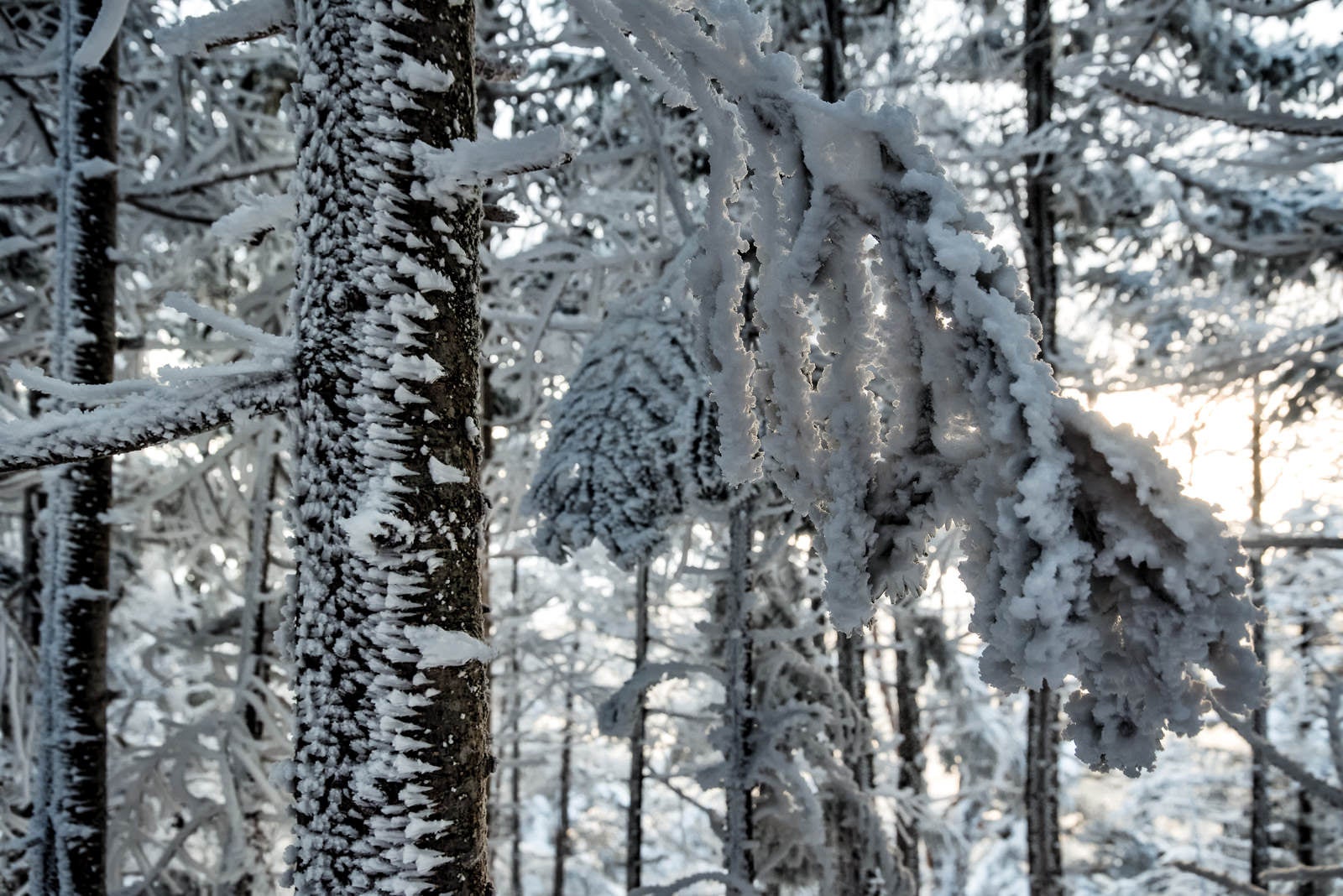 「氷が張り付く木々」の写真