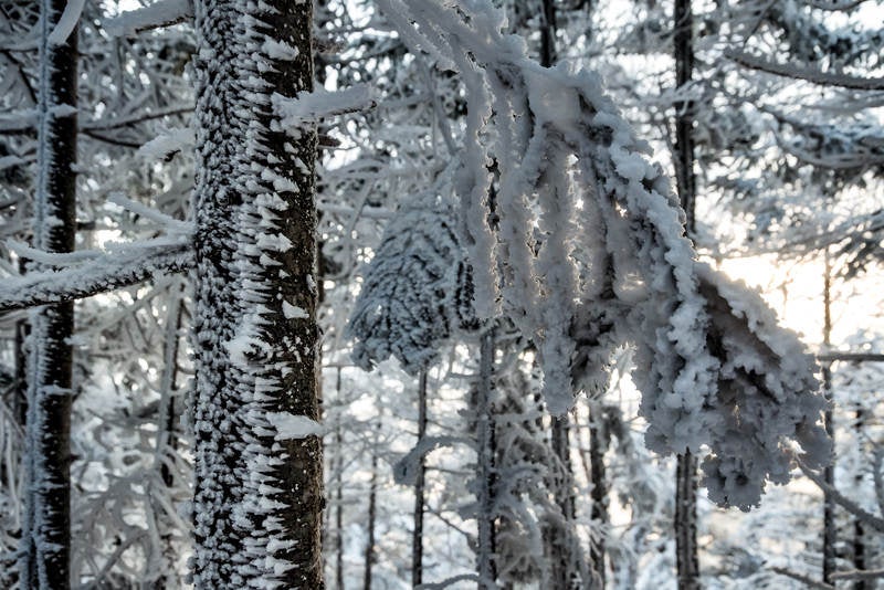 氷が張り付く木々の写真