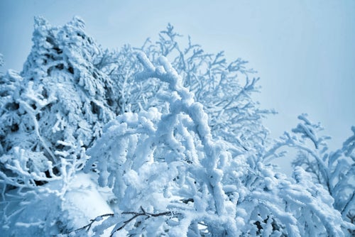 雪でモコモコになる木の枝の写真
