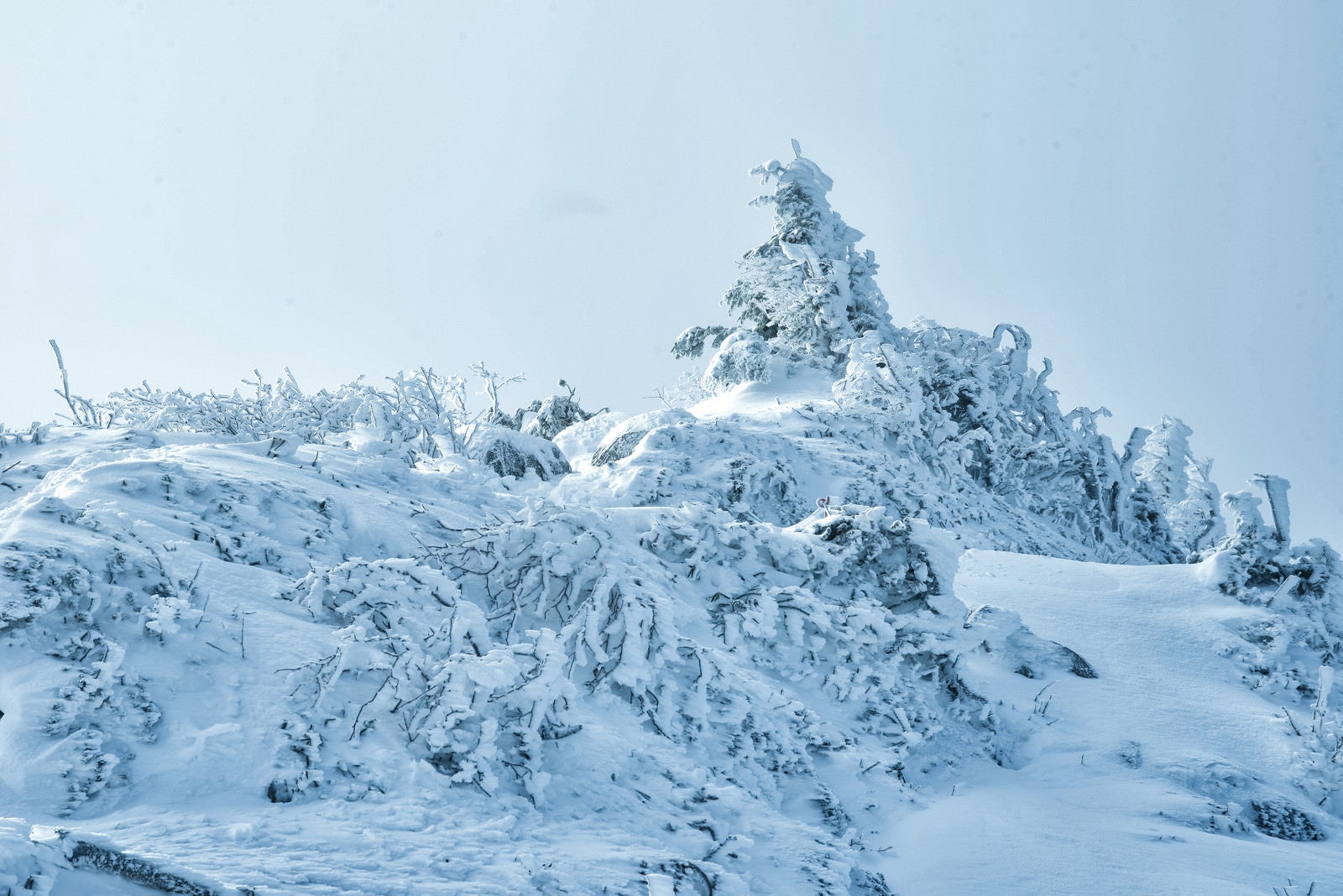 「雪に埋もれる樹木（厳冬期の山）」の写真