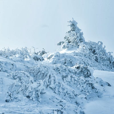 雪に埋もれる樹木（厳冬期の山）の写真