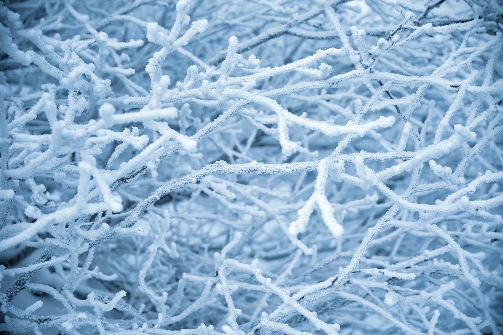 「凍りついた木の枝」の写真