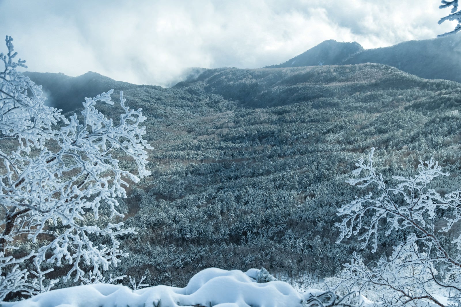 「雪化粧した森と樹氷」の写真
