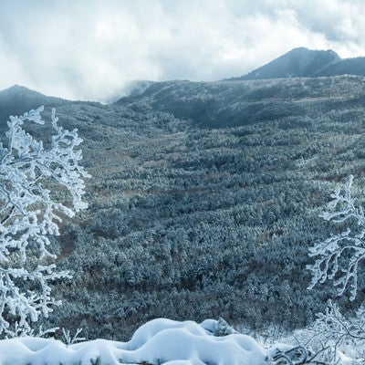 雪化粧した森と樹氷の写真