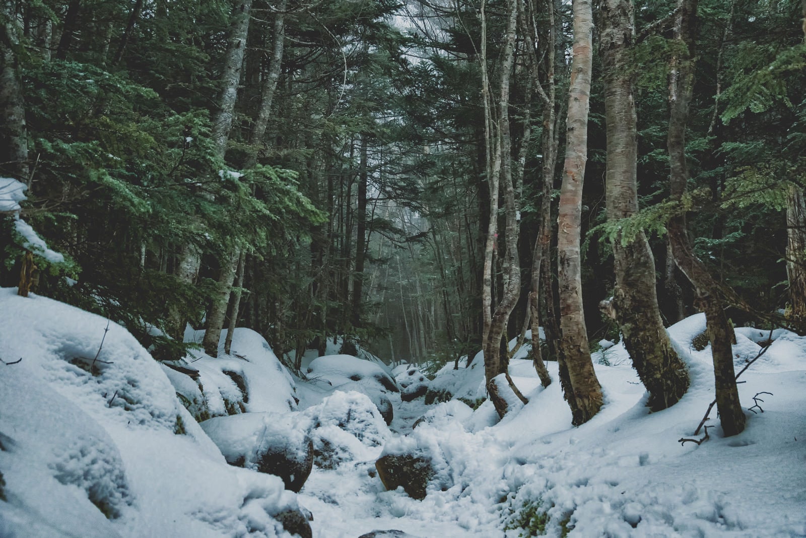 「北八ヶ岳へと口を開ける積雪の登山道」の写真
