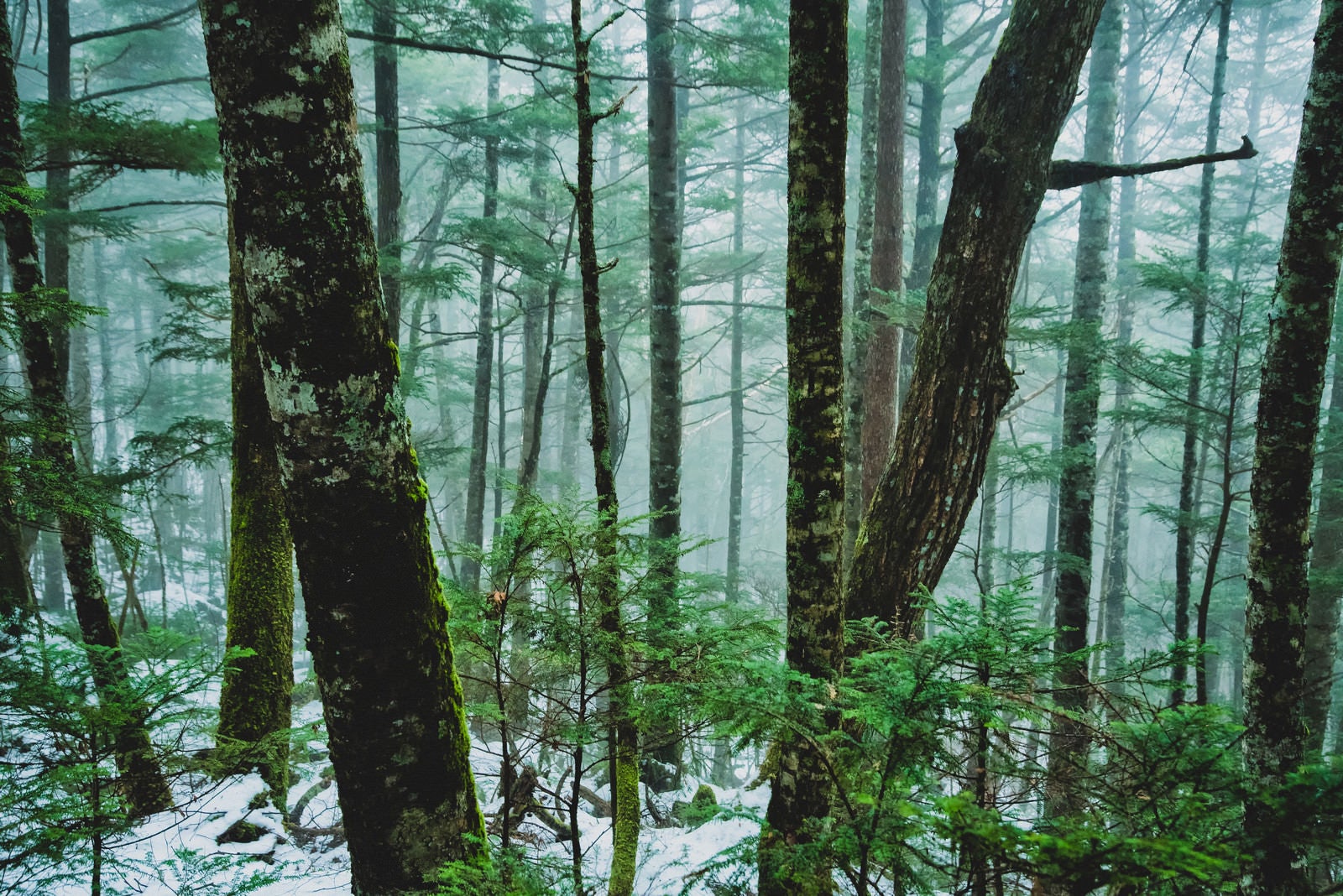 「朝霧立ち込める積雪の森（北八ヶ岳）」の写真