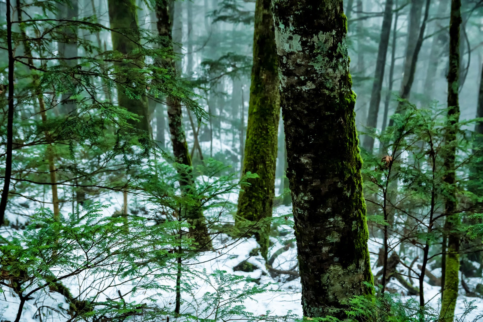 「積雪の森と苔生す木々（北八ヶ岳）」の写真