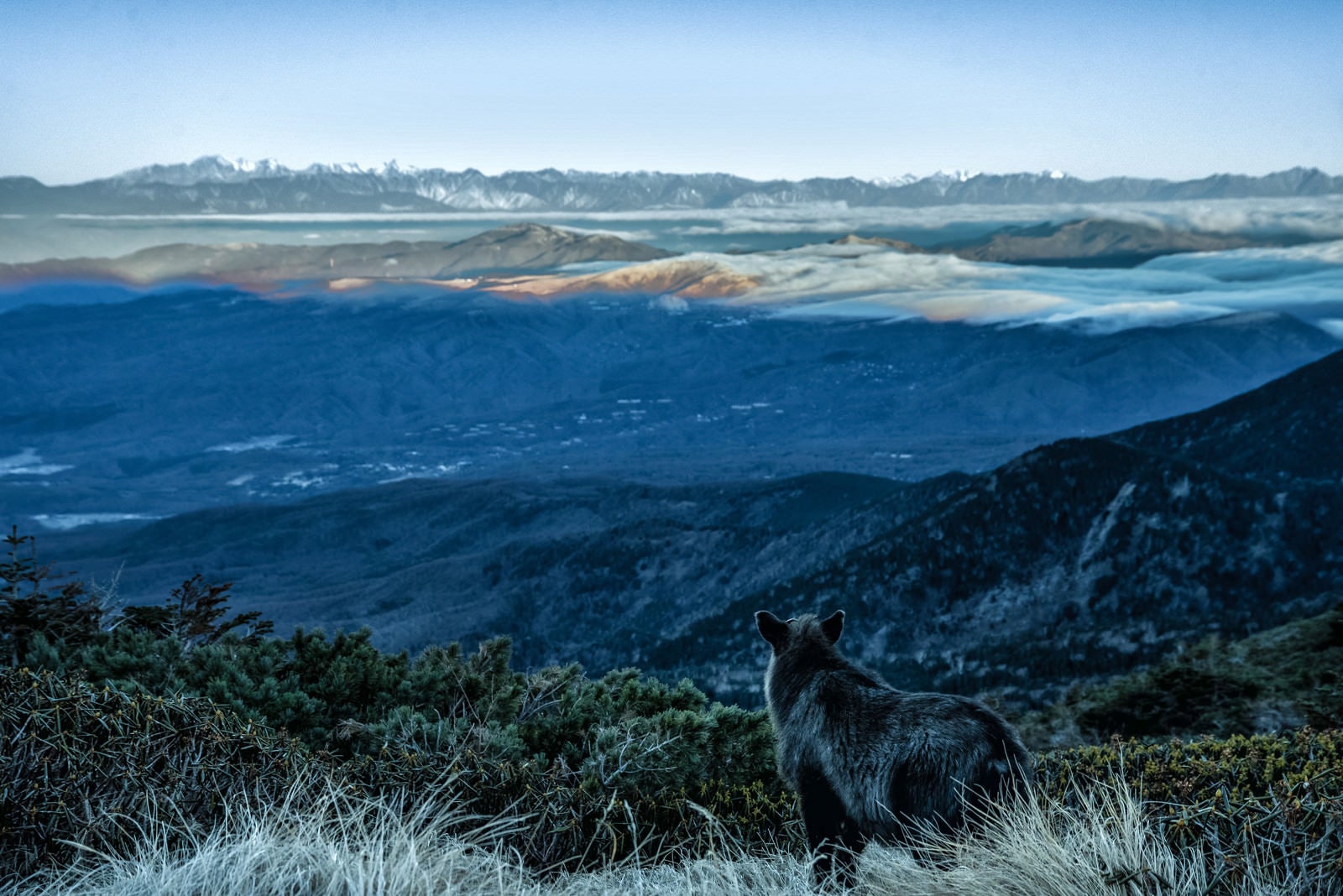 「霞む空と山岳を望む野生のカモシカ」の写真