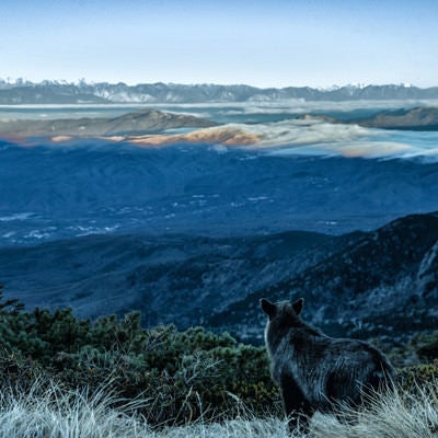 霞む空と山岳を望む野生のカモシカの写真