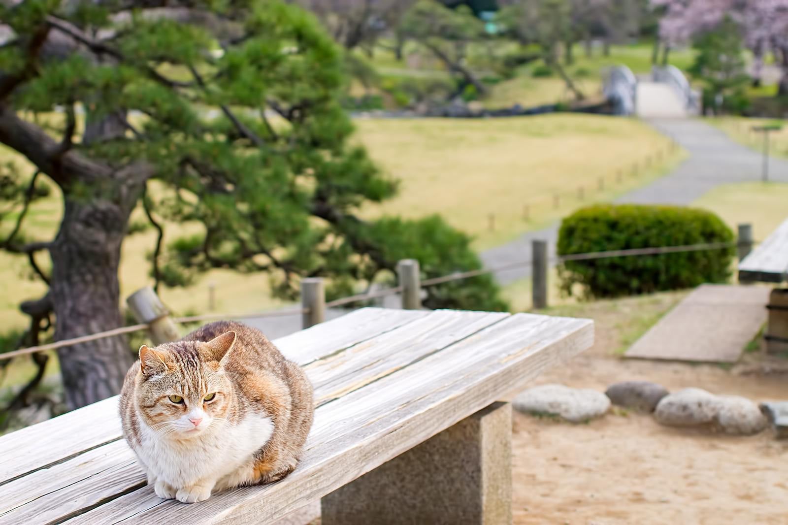 「ベンチの上で丸くなる猫」の写真