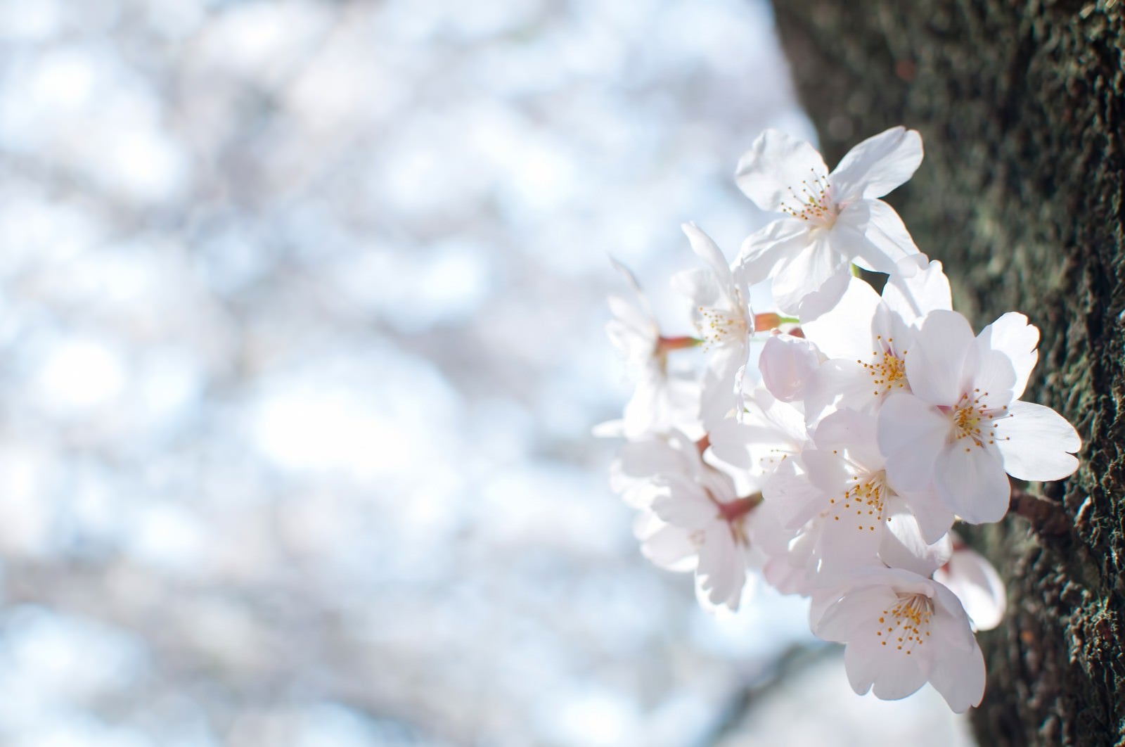 「冷たい空と桜の花」の写真