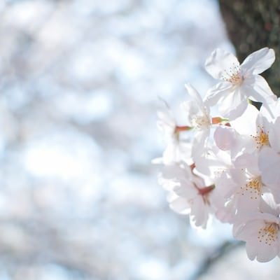 冷たい空と桜の花の写真
