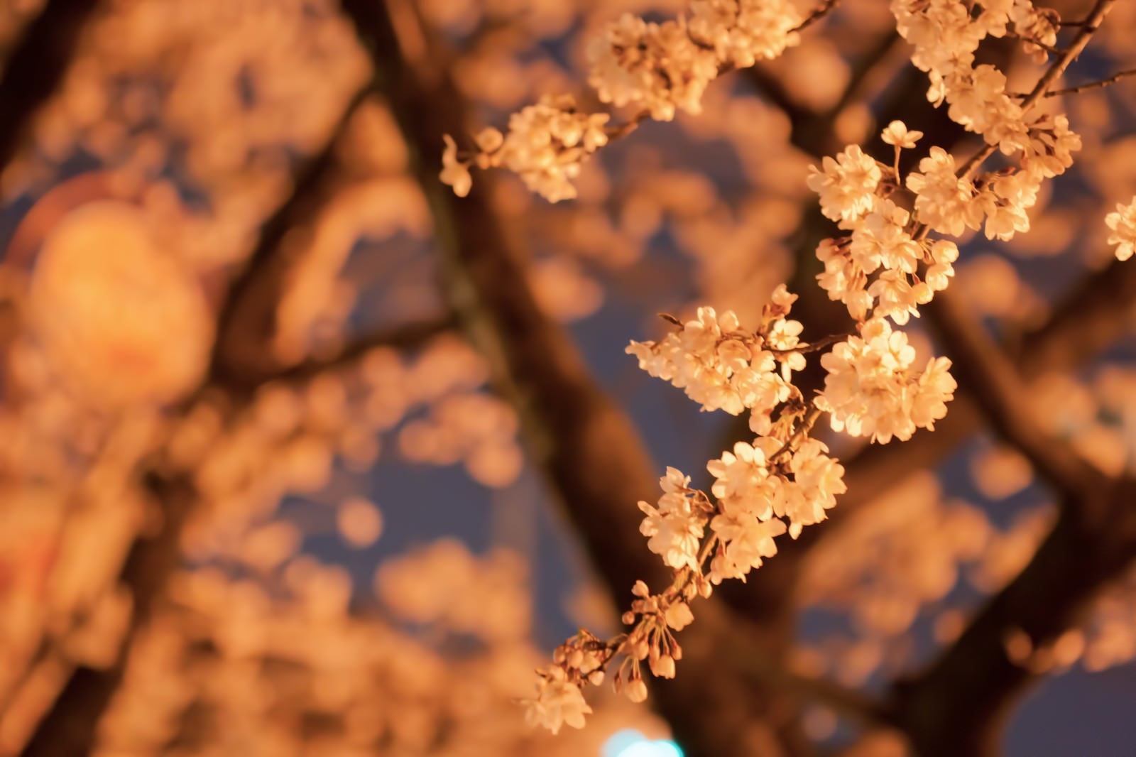 「オレンジ色の光と夜桜」の写真