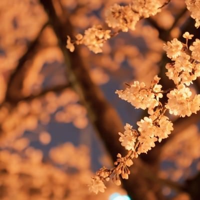 オレンジ色の光と夜桜の写真