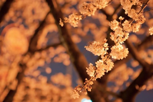 オレンジ色の光と夜桜の写真