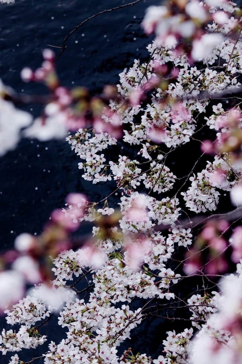 「桜が見える川」の写真