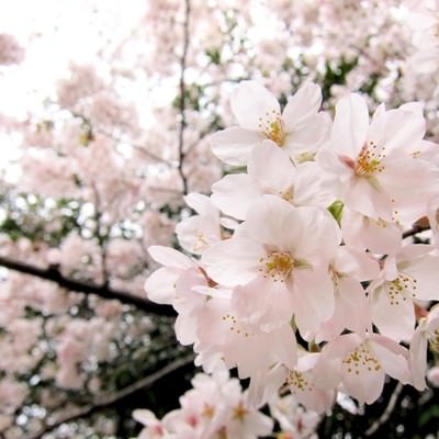 淡いピンク色の桜の写真