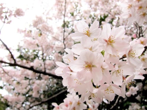 淡いピンク色の桜の写真