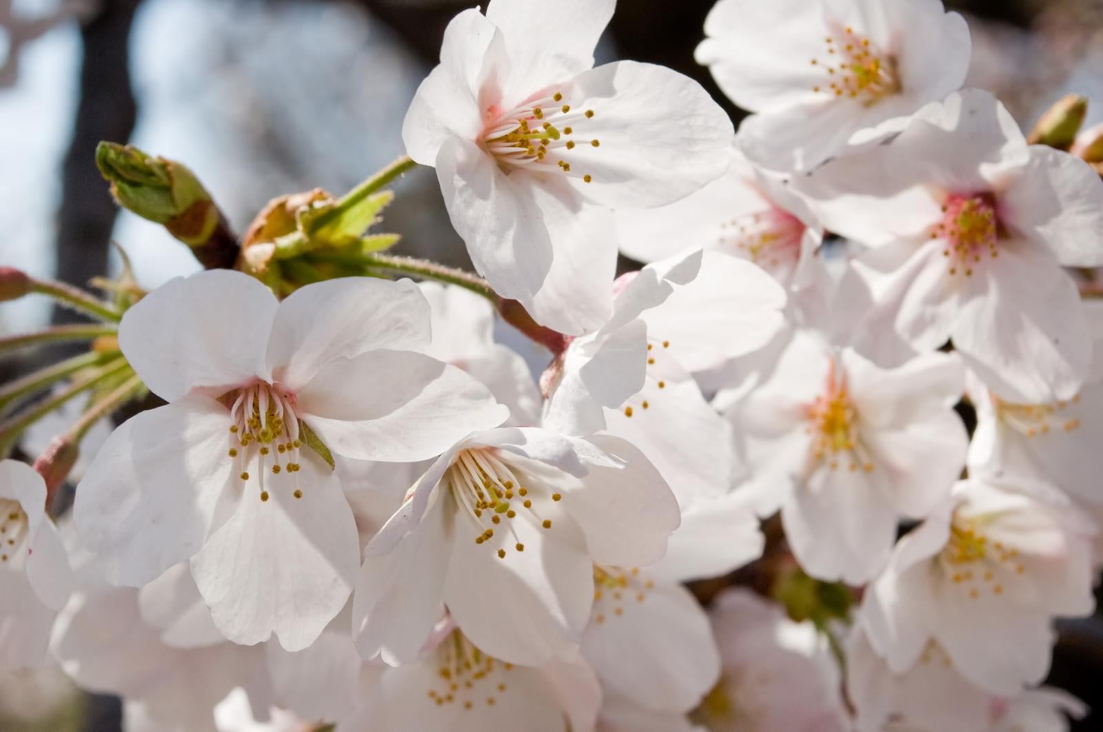 「花ひらく、(桜)」の写真