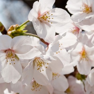 花ひらく、(桜)の写真