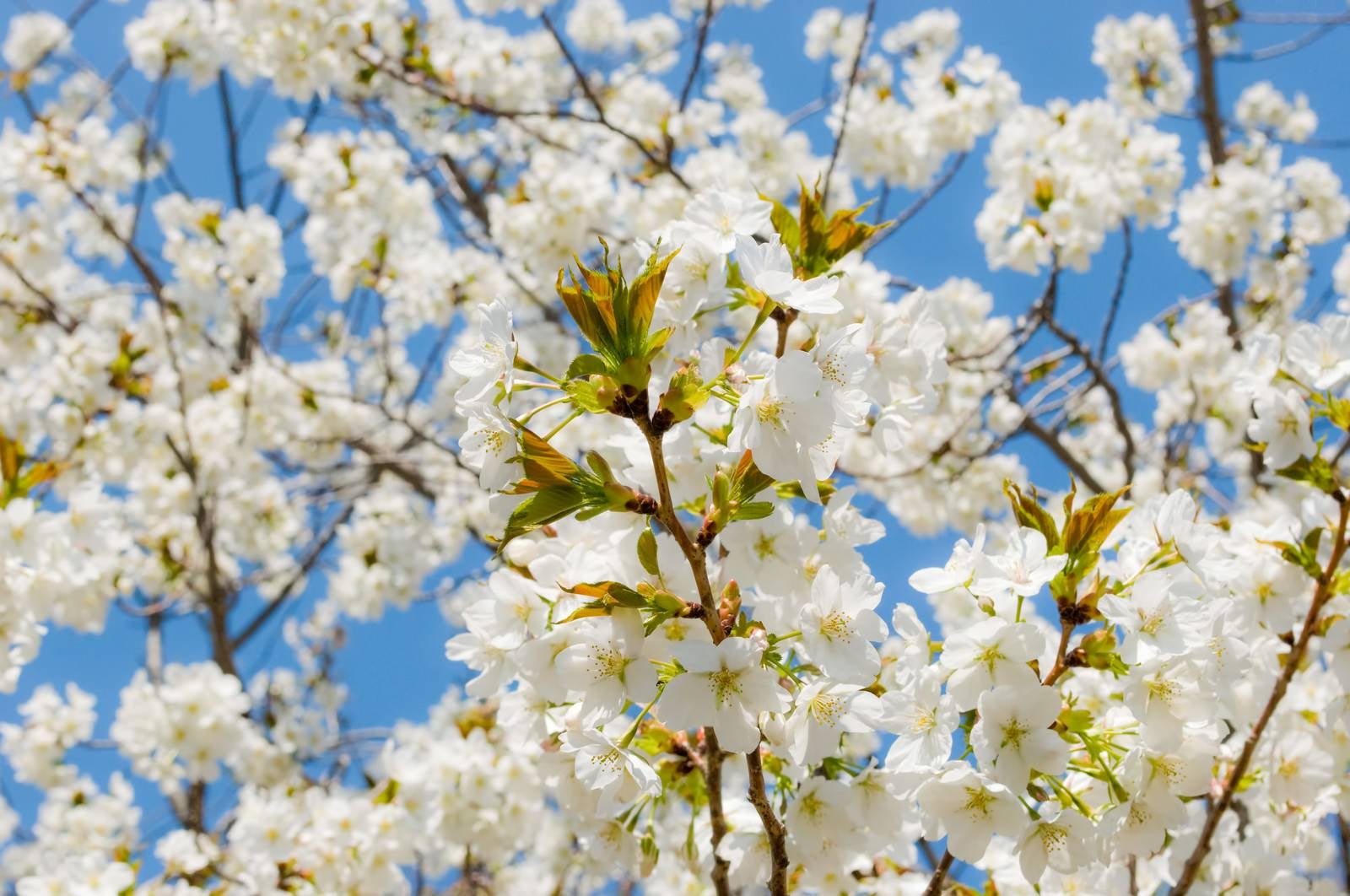 「葉桜」の写真