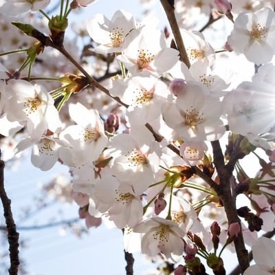 風にそよぐ(桜)の写真
